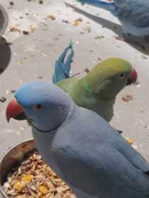 Lost Indian Ringneck Parakeet