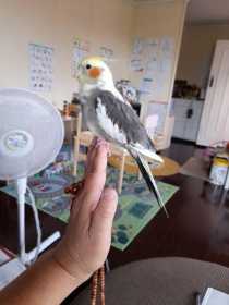 Lost Cockatiel