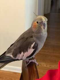 Lost Cockatiel