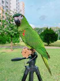 Lost Macaw