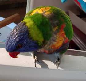 Lost Lory / Lorikeet