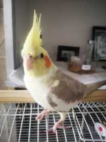 Lost Cockatiel