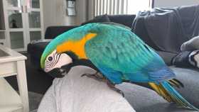 Lost Macaw