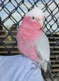 Lost Galah Cockatoo