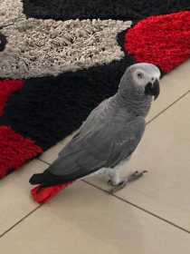 Lost African Grey