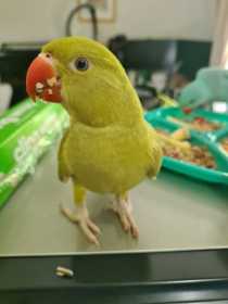 Lost Indian Ringneck Parakeet