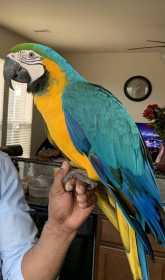 Lost Macaw