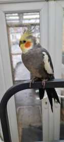Lost Cockatiel