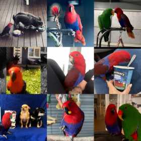 Lost Eclectus