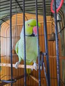 Lost Indian Ringneck Parakeet