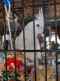 Lost Cockatiel