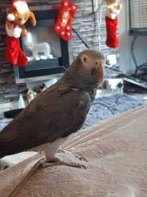 Lost African Grey