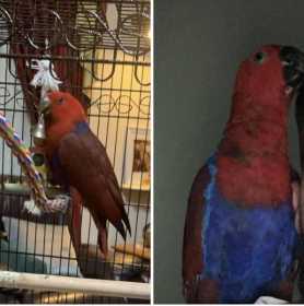 Lost Eclectus