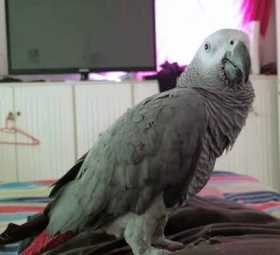 Lost African Grey