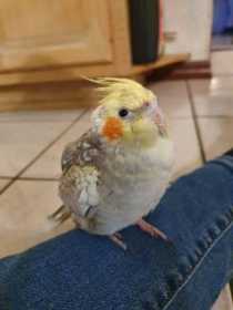 Lost Cockatiel