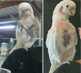 Lost Cockatoo