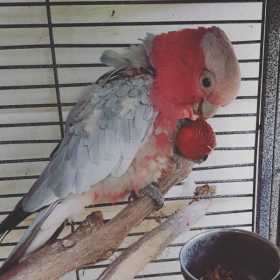 Lost Galah Cockatoo