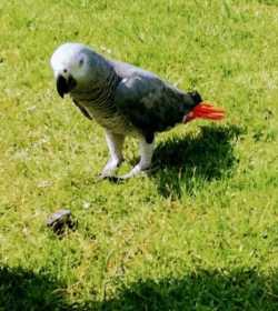 Lost African Grey