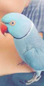 Lost Indian Ringneck Parakeet