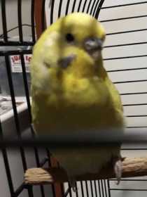 Lost Budgerigar