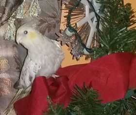 Lost Cockatiel