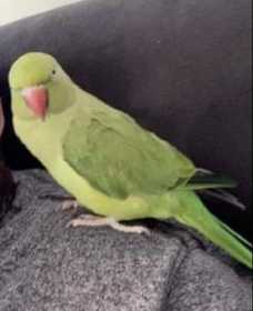Lost Indian Ringneck Parakeet