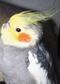 Lost Cockatiel