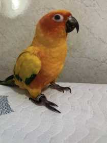 Lost Conure