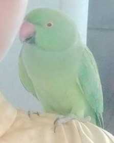 Lost Parrotlet