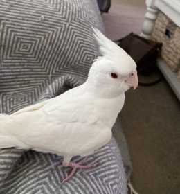 Lost Cockatiel