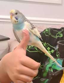 Lost Budgerigar