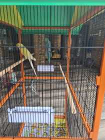 Lost Indian Ringneck Parakeet