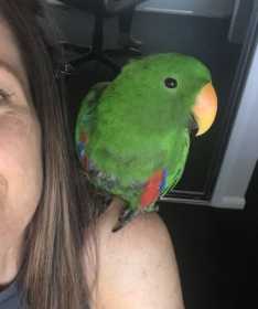 Lost Eclectus