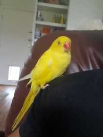Lost Indian Ringneck Parakeet