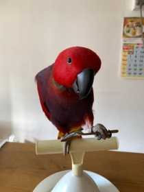 Lost Eclectus