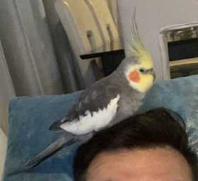 Lost Cockatiel