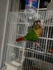 Lost Conure