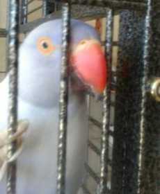 Lost Indian Ringneck Parakeet