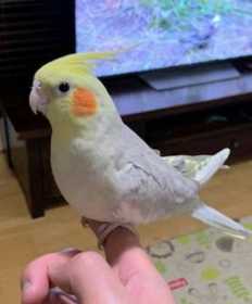 Lost Cockatiel