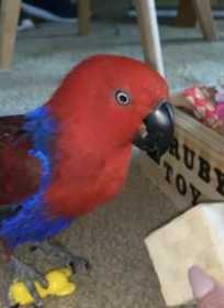 Lost Eclectus