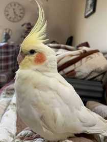 Lost Cockatiel