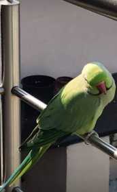 Lost Indian Ringneck Parakeet