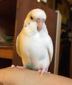 Lost Budgerigar