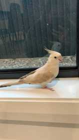 Lost Cockatiel