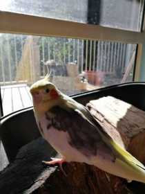 Lost Cockatiel