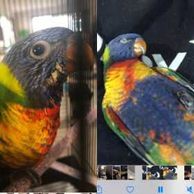 Lost Lory / Lorikeet