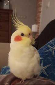 Lost Cockatiel