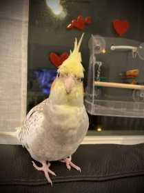 Lost Cockatiel