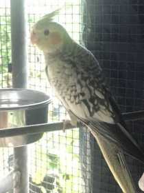 Lost Cockatiel