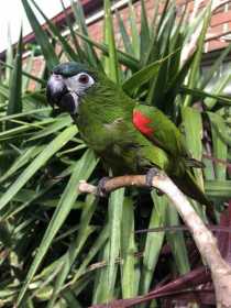 Lost Macaw
